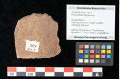 Foto (Objekt + Etikett) von Pinus praelarix Ettingshausen (NHMW-GEO-2024-0188-0308)